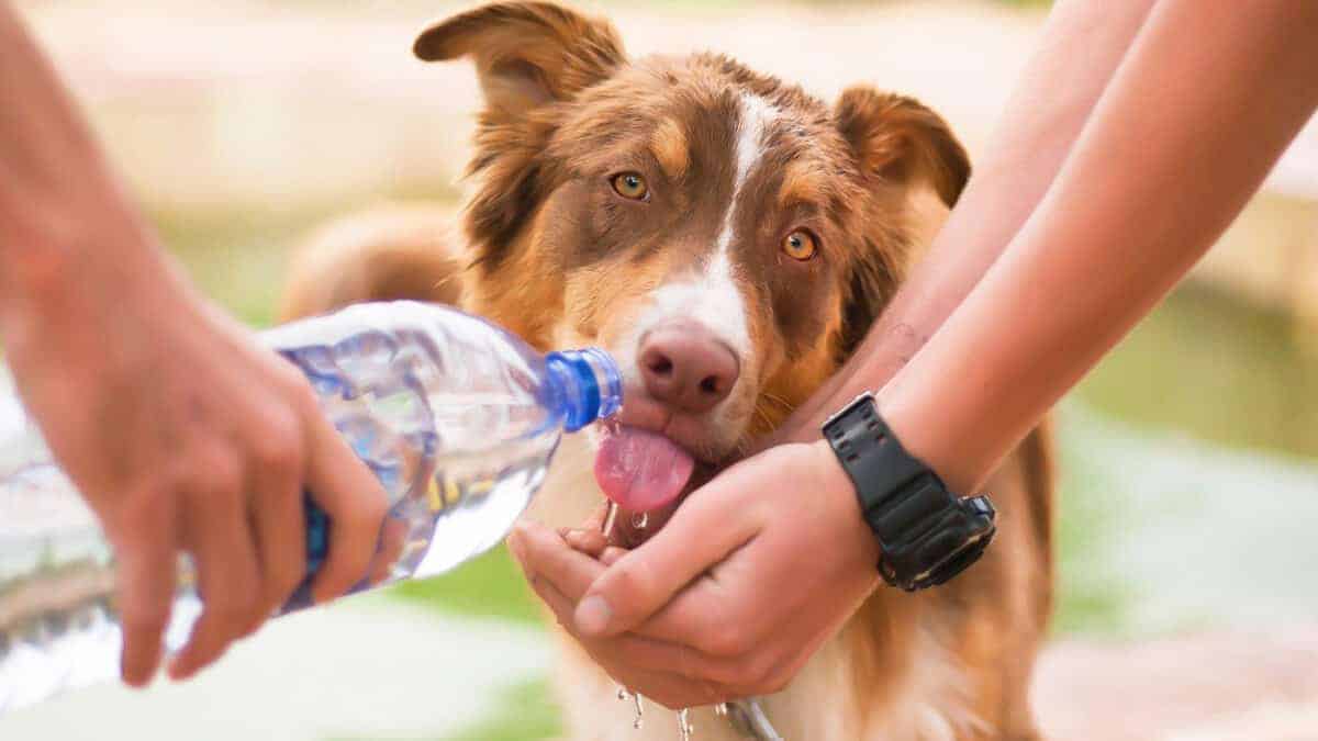 Der Wasserbedarf eines Hundes Trinkt mein Hund genug?