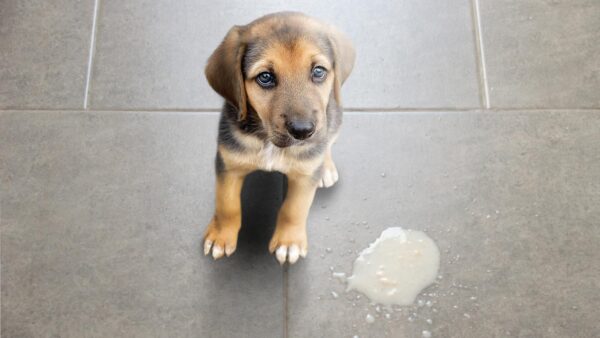 Mein Hund hat Sodbrennen was tun? hilft weiter