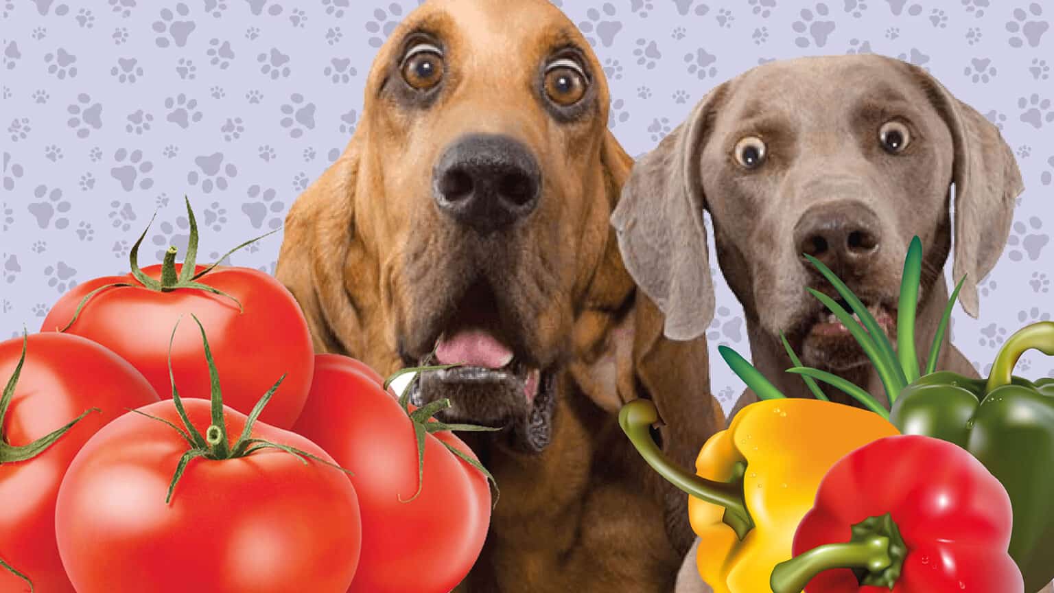 Tomaten und Paprika darf das nun in den Hund?