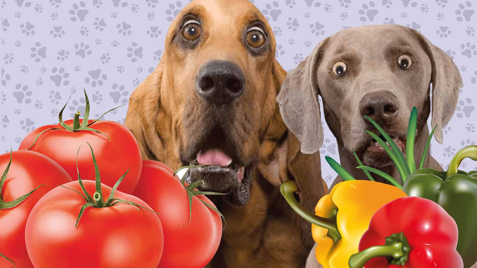 Dürfen Hunde Paprika fressen?, Dürfen Hunde Tomate fressen