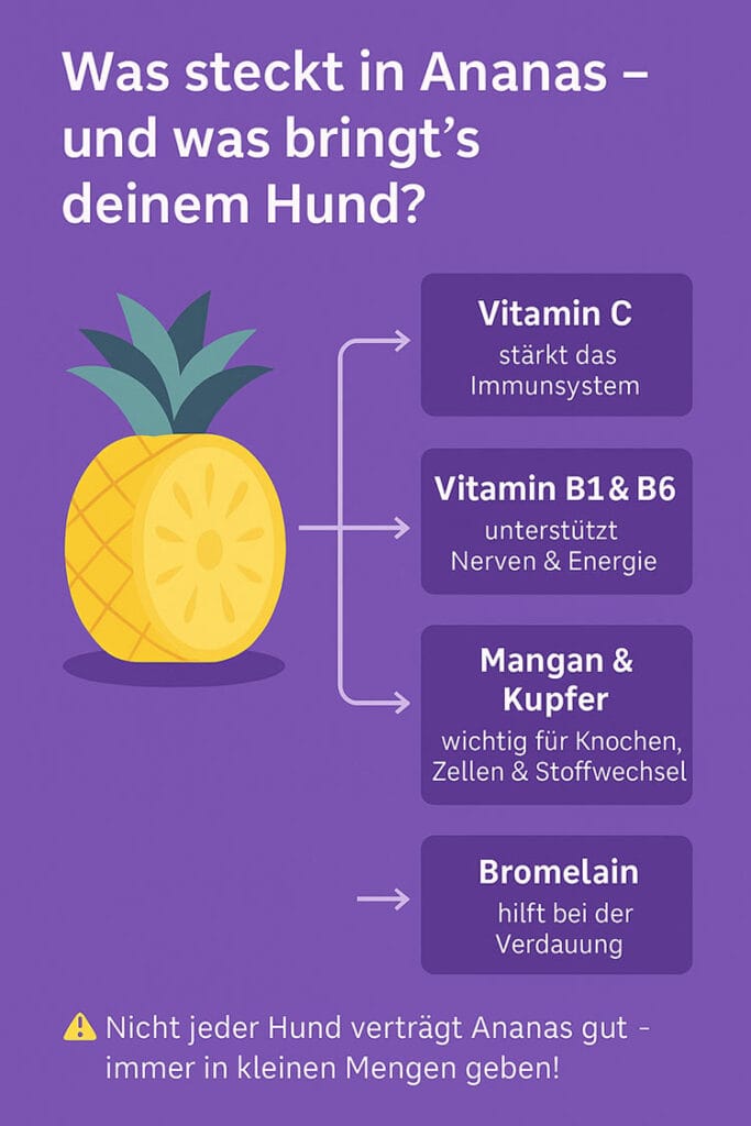 Infografik: Nährstoffe in Ananas und ihre Wirkung auf Hunde (Vitamin C, B-Vitamine, Bromelain, Mangan)
